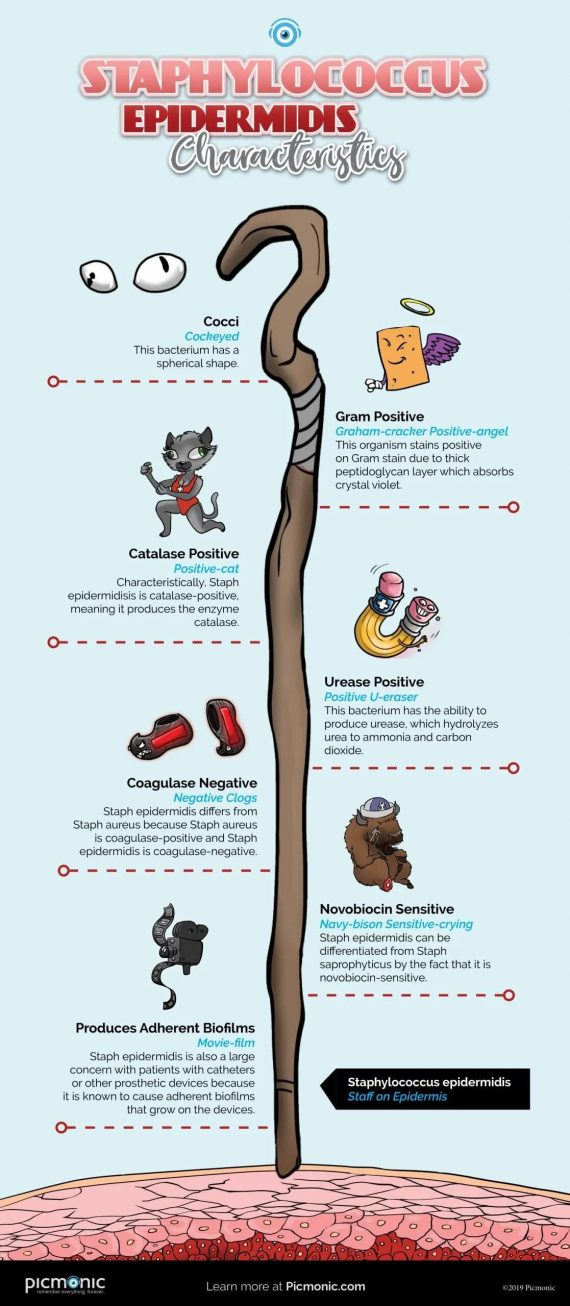 [Infographic] How to Study: Staphylococcus Epidermidis